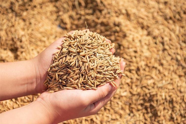 五十六年的不懈追尋 終于追尋到解除我國糧食難題的有效良方 （第三版）